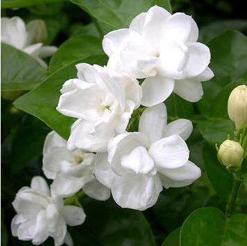 Jasmine Pure Floral Absolutes 2